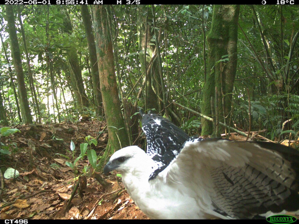 káně pralesní - ML499277741