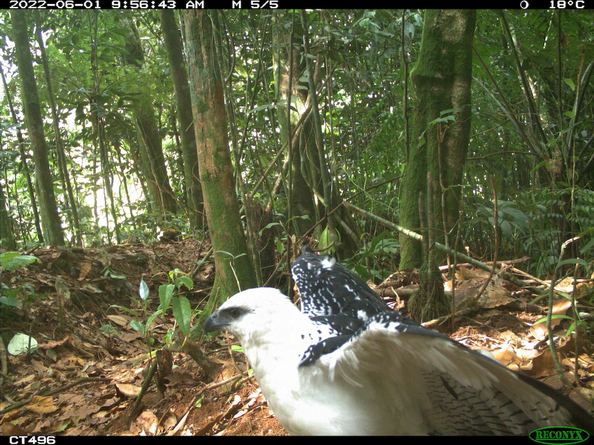 káně pralesní - ML499277761