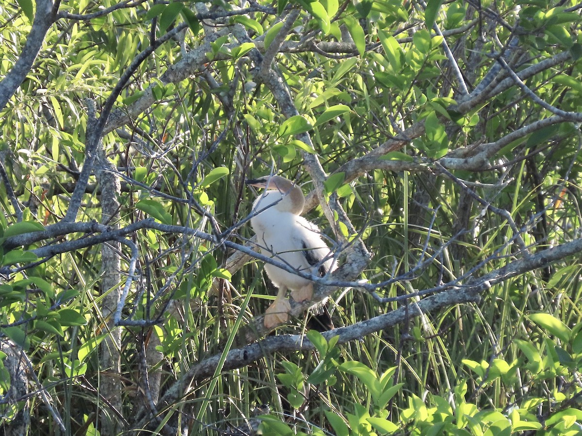 Anhinga d'Amérique - ML499277881