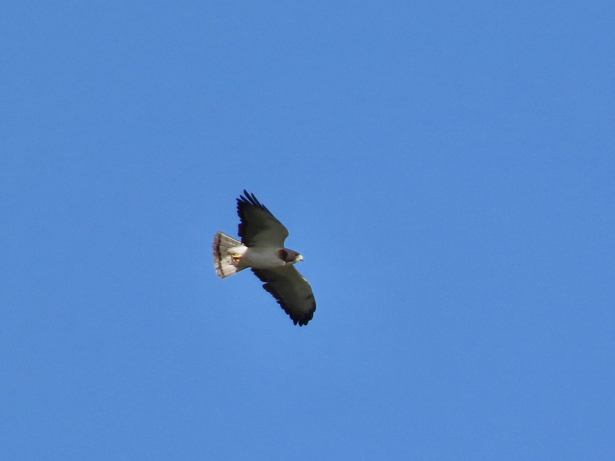 Short-tailed Hawk - ML499278111