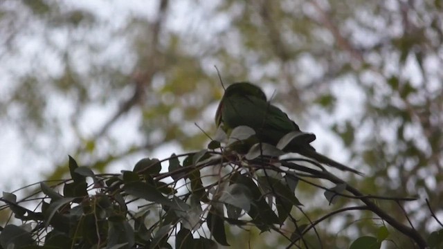 Conure pavouane - ML499278131