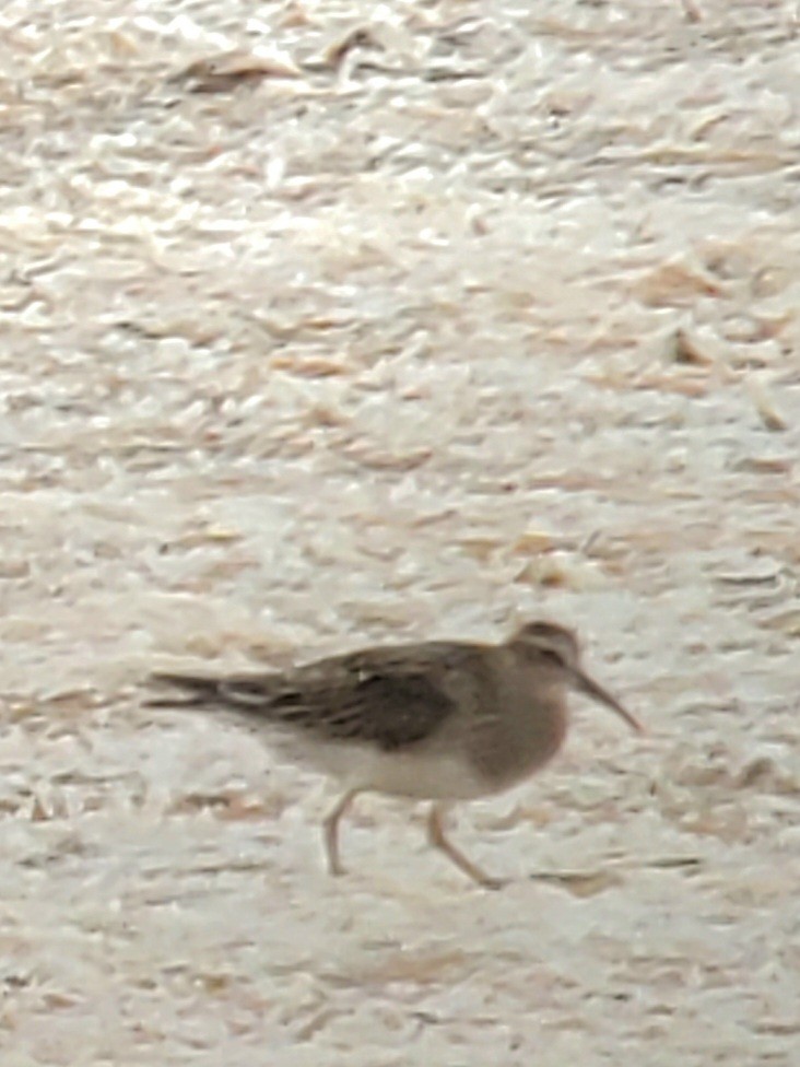 Pectoral Sandpiper - ML499278331