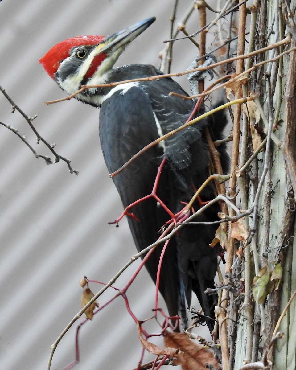 Pileated Woodpecker - ML499278991