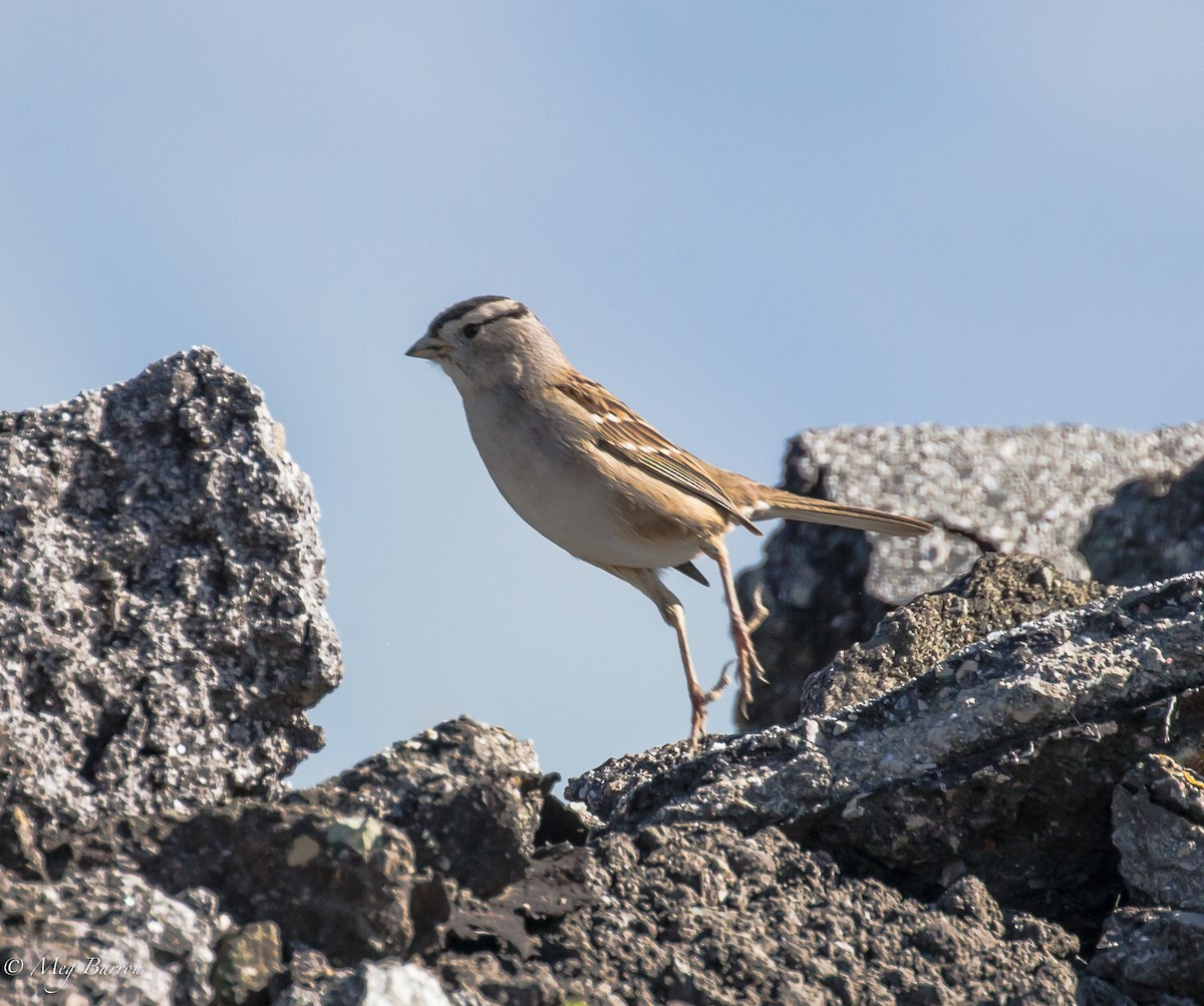 White-crowned Sparrow - ML49927941