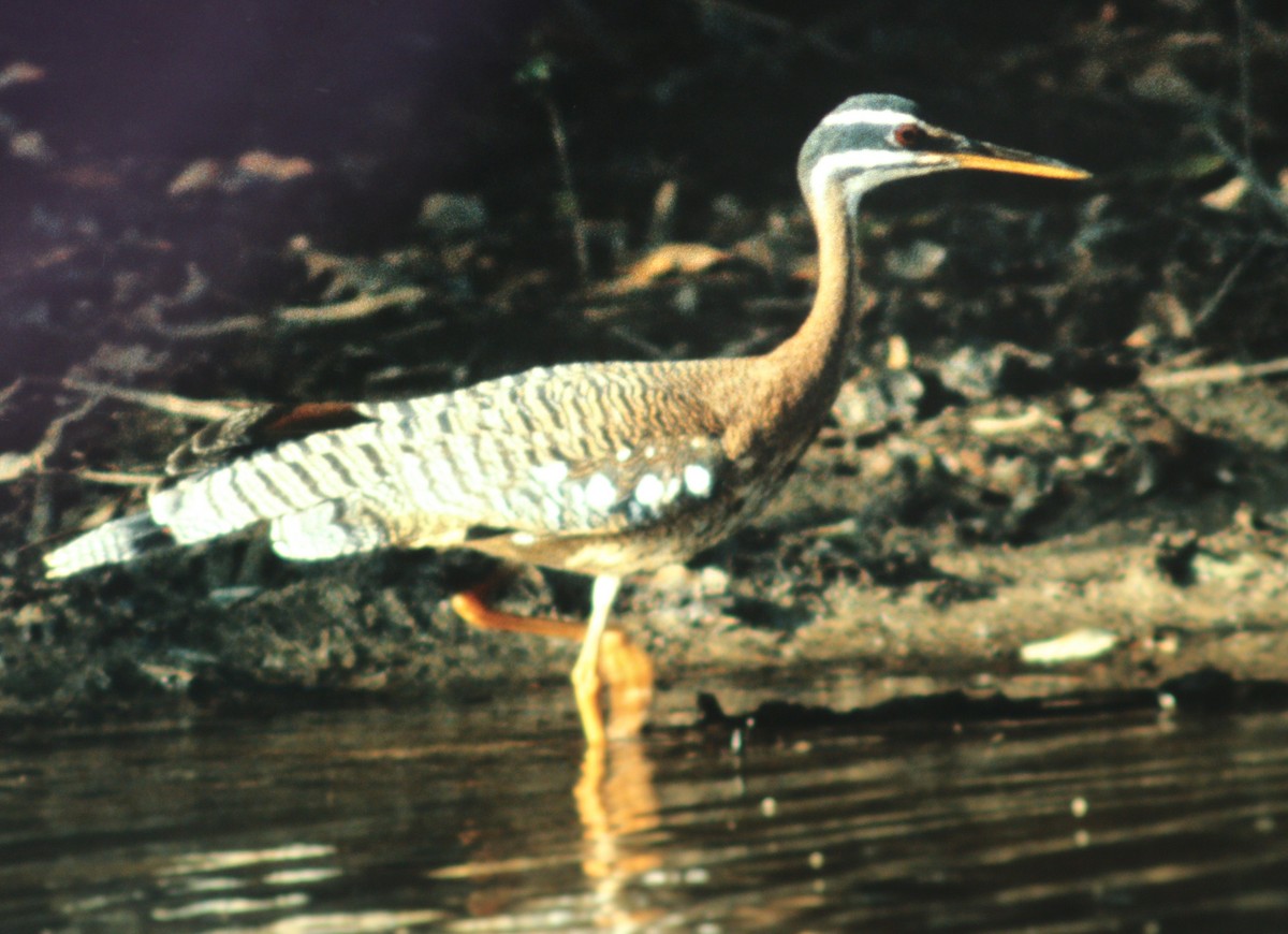 Sunbittern - Dave Czaplak