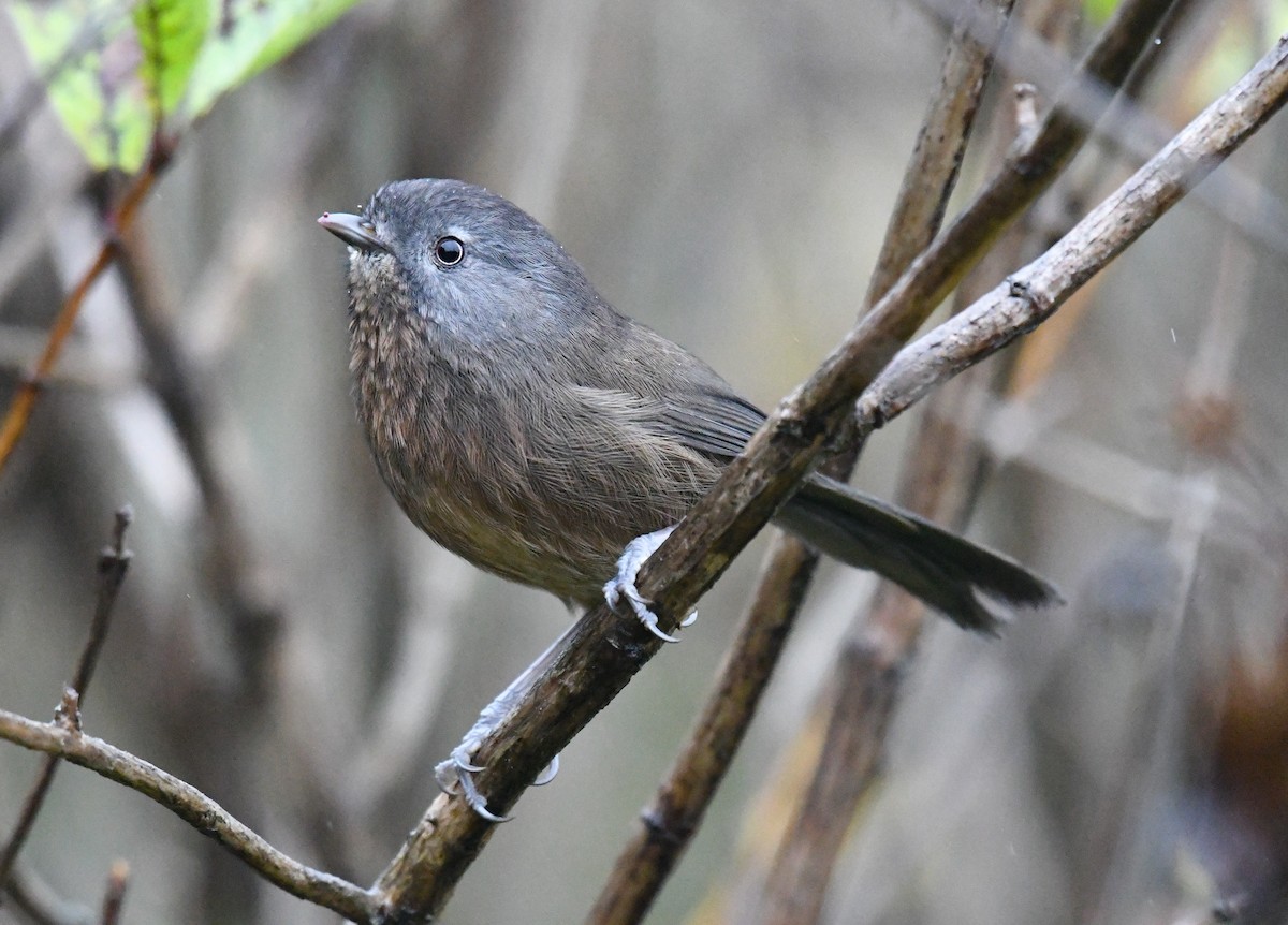 Wrentit - ML499282111