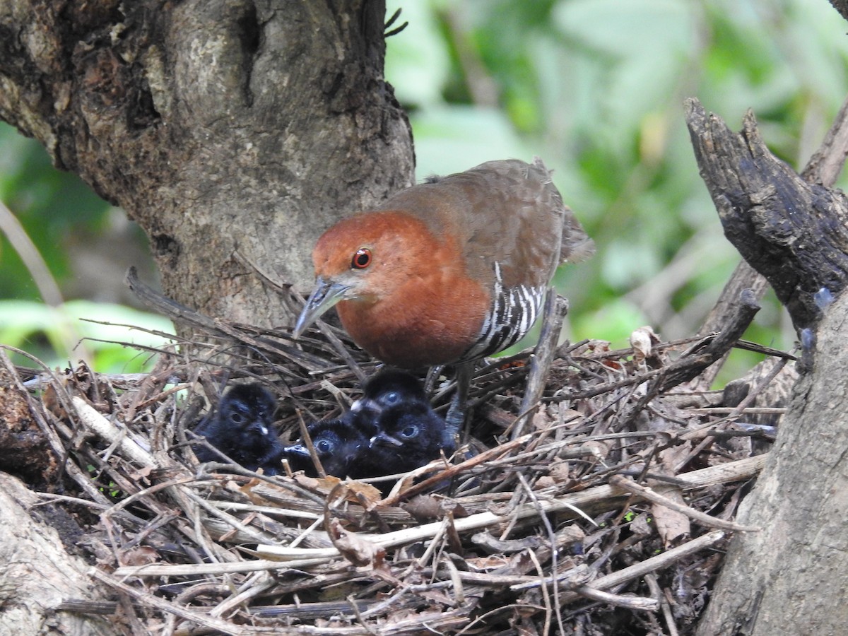 Slaty-legged Crake - ML499282281