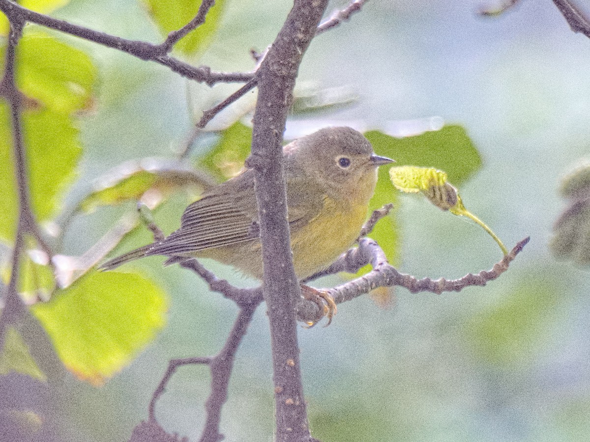 Nashville Warbler - Michael Rieser