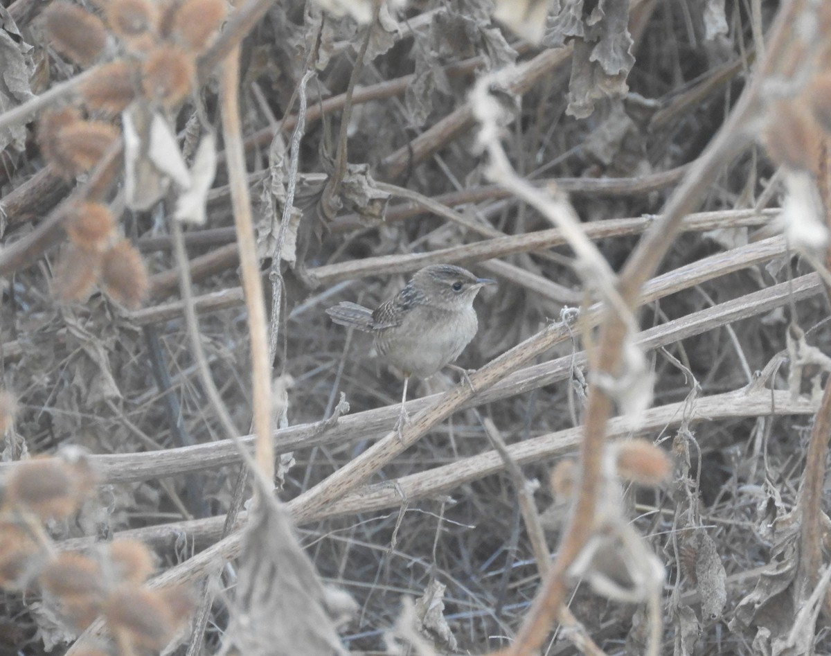 Sedge Wren - ML499283311