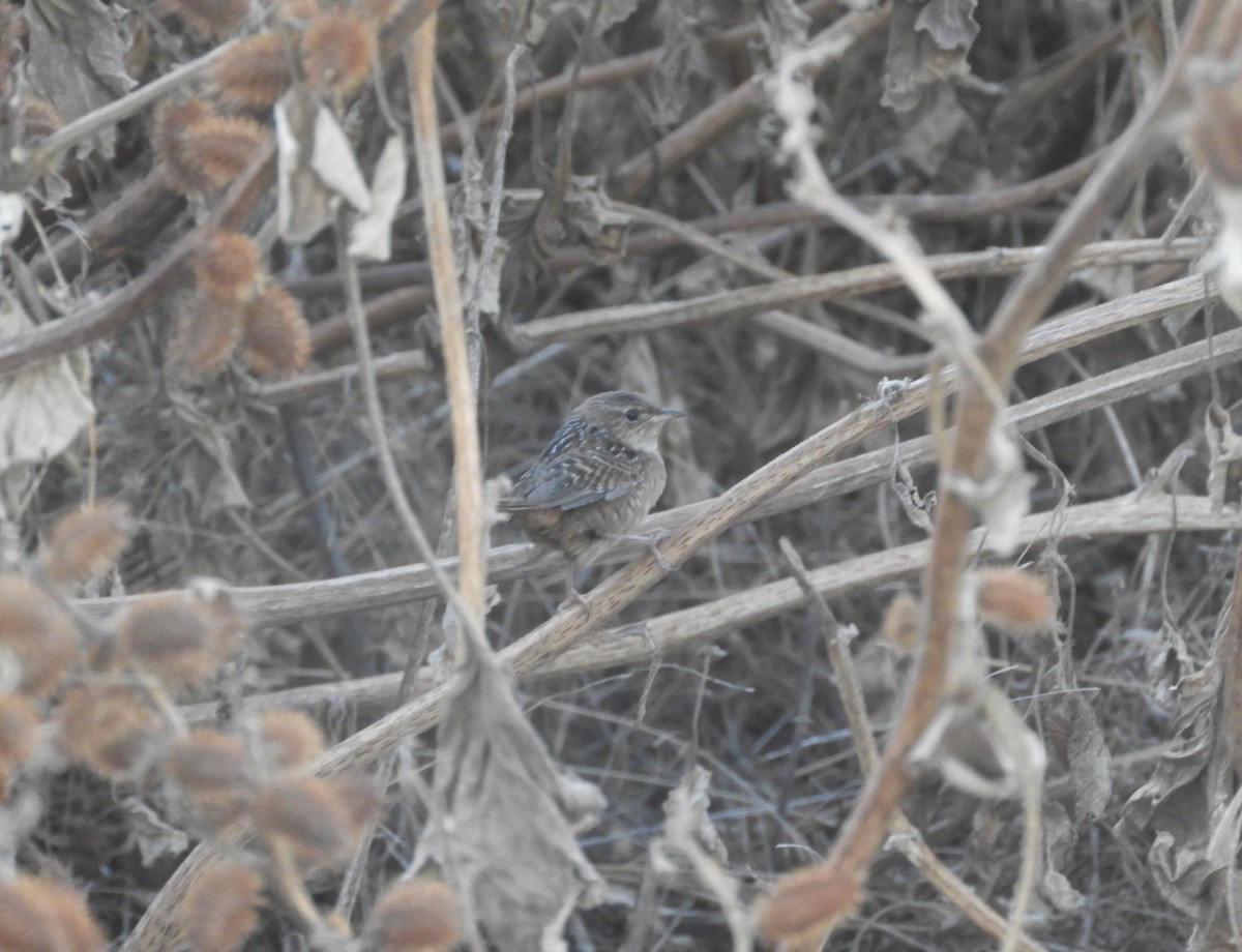 Sedge Wren - ML499283381