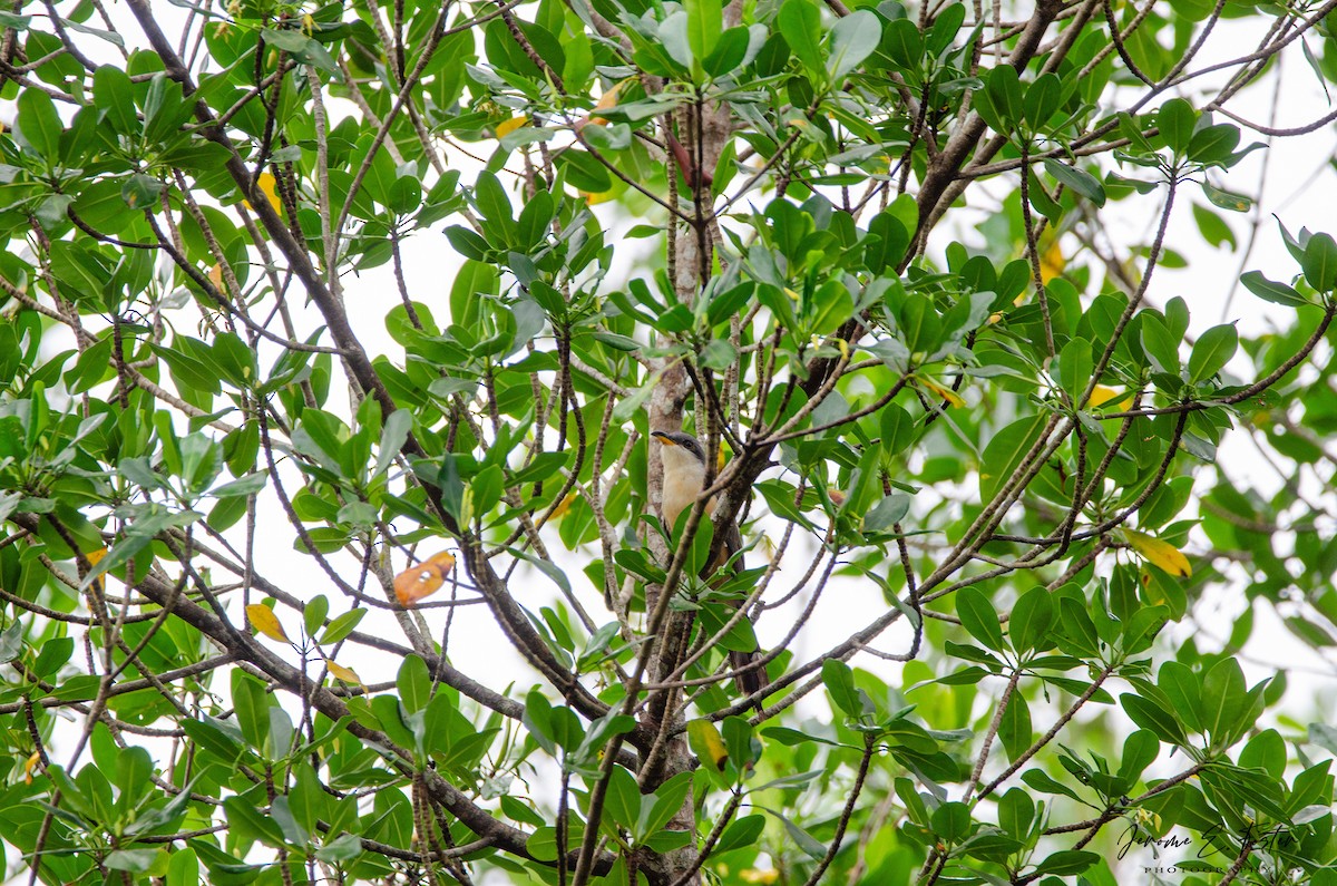 kukačka mangrovová - ML499283491