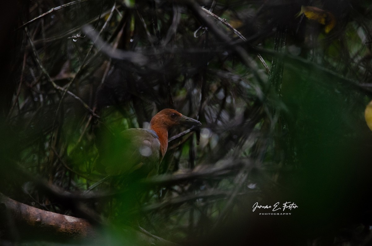 Rufous-necked Wood-Rail - ML499283531