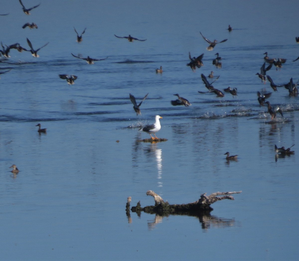 Northern Shoveler - ML499283851