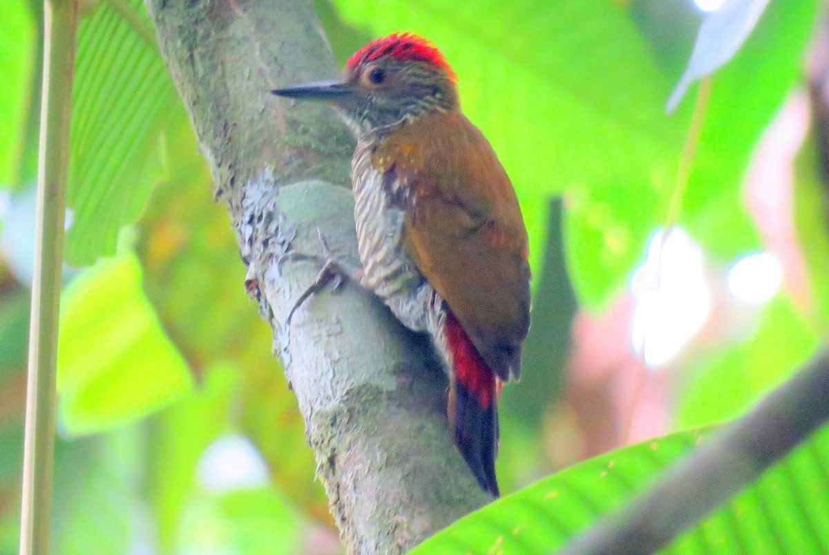 Red-rumped Woodpecker - Matt Kelly