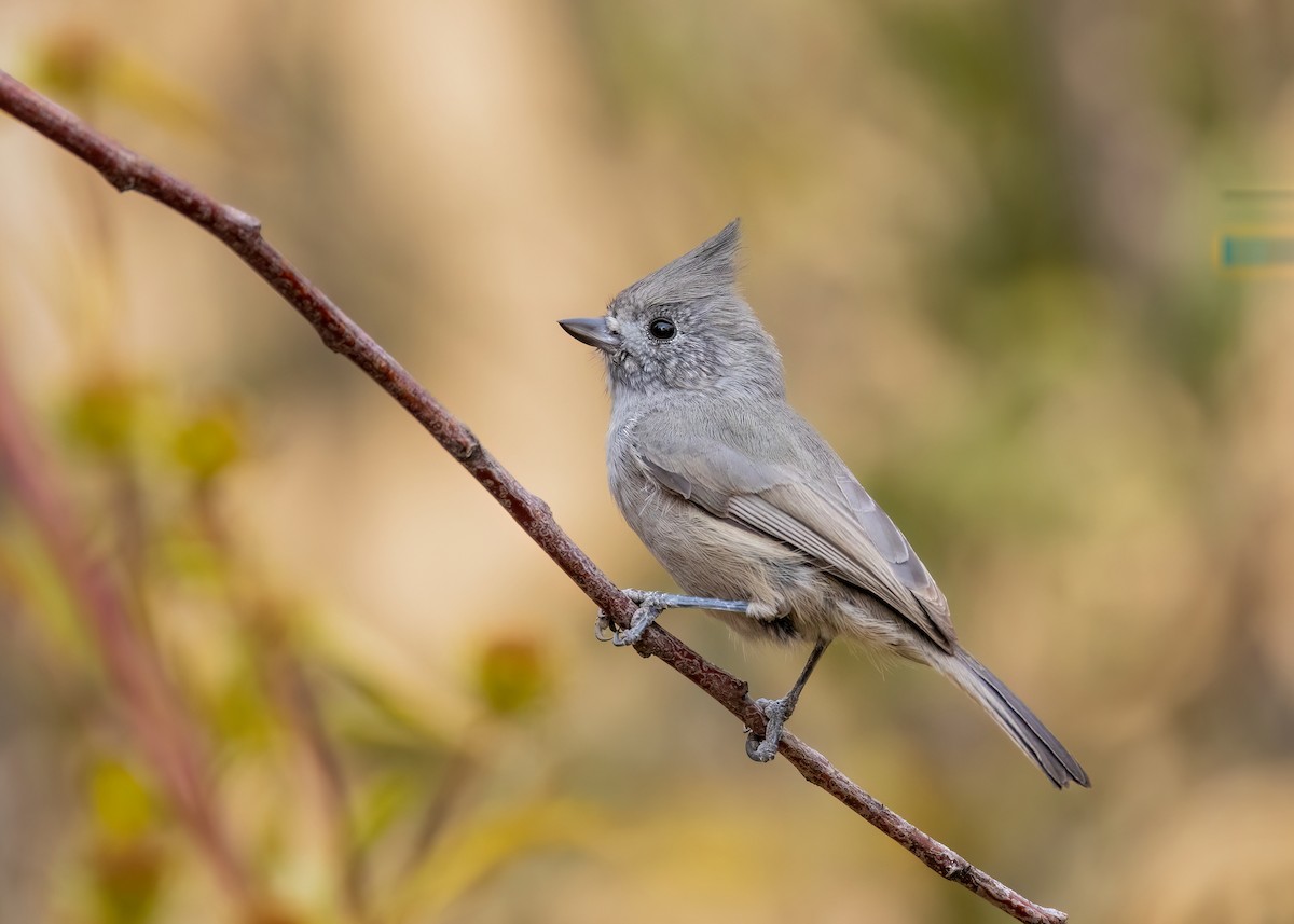 Juniper Titmouse - ML499285431