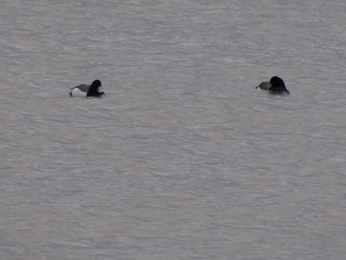 Greater Scaup - ML49928691