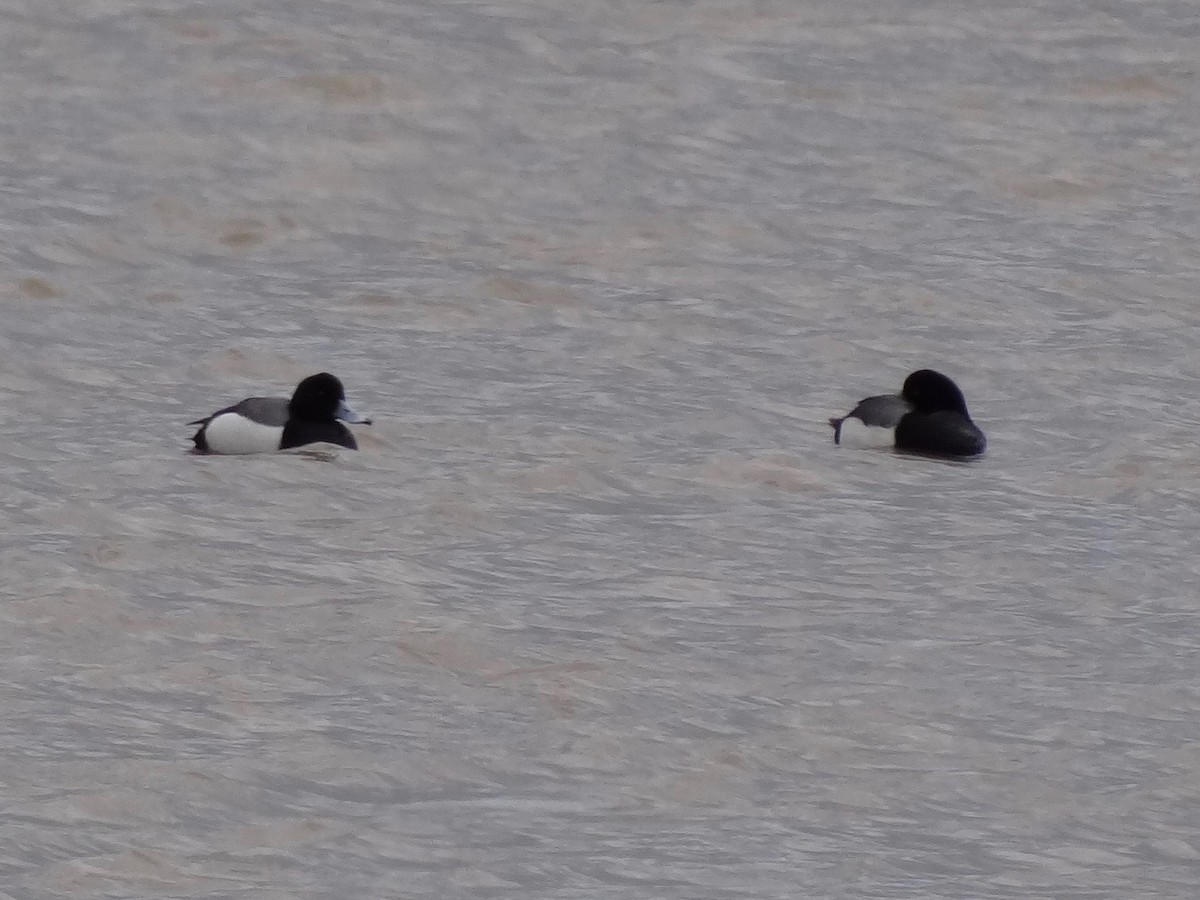 Greater Scaup - ML49928701