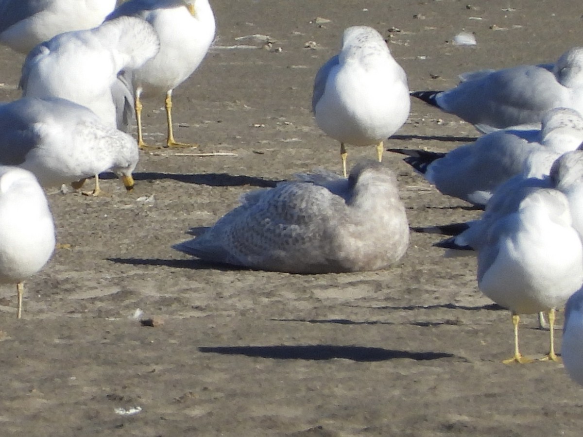 Iceland Gull (kumlieni) - ML499287251