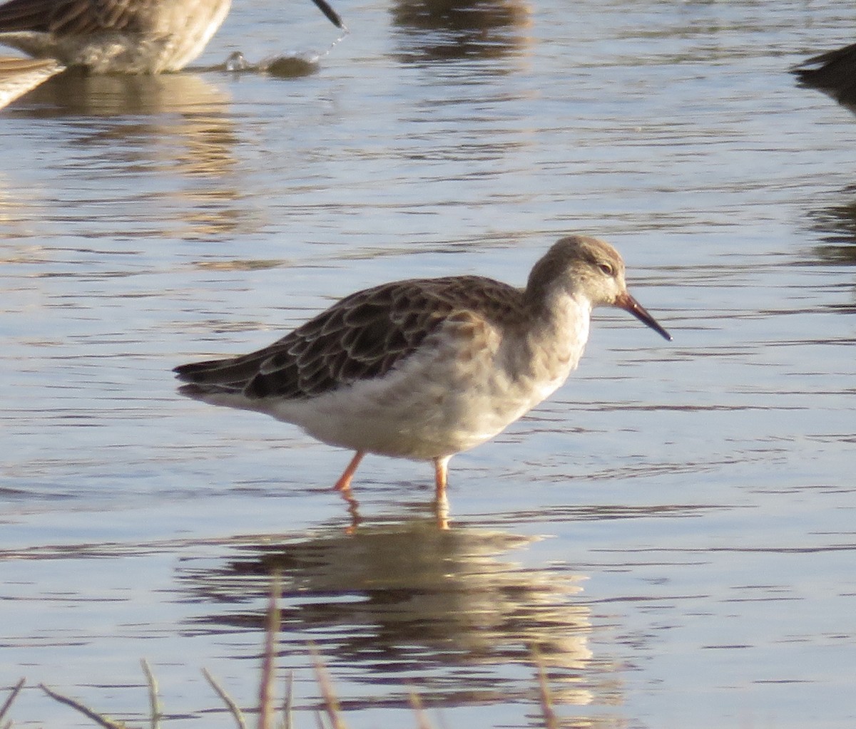 jespák bojovný - ML499287371