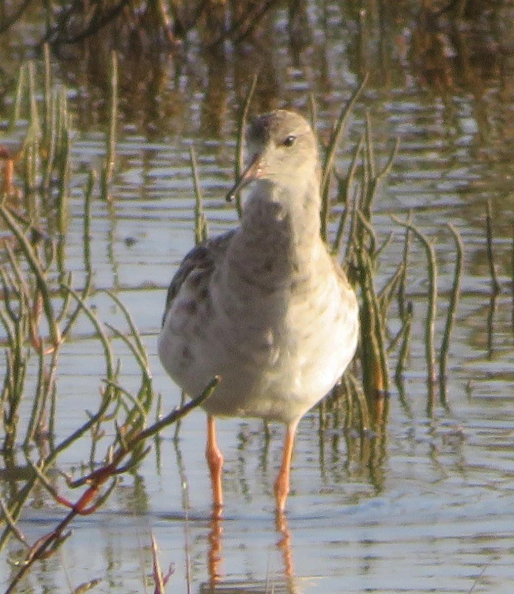 jespák bojovný - ML499287381