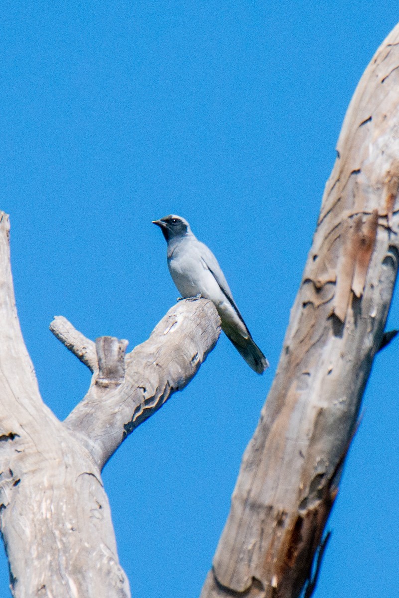 Black-faced Cuckooshrike - ML499287541