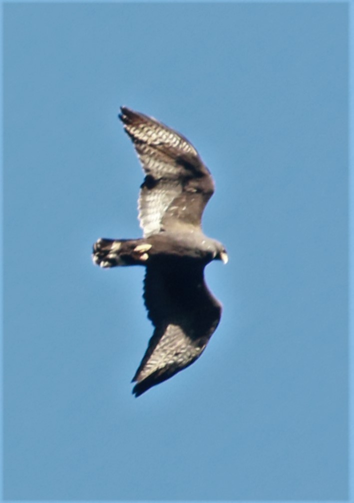 Zone-tailed Hawk - ML499287731