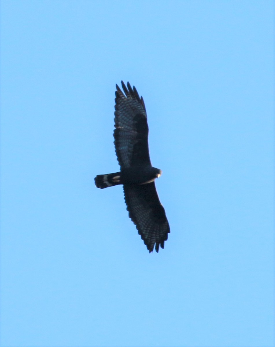 Zone-tailed Hawk - ML499287741