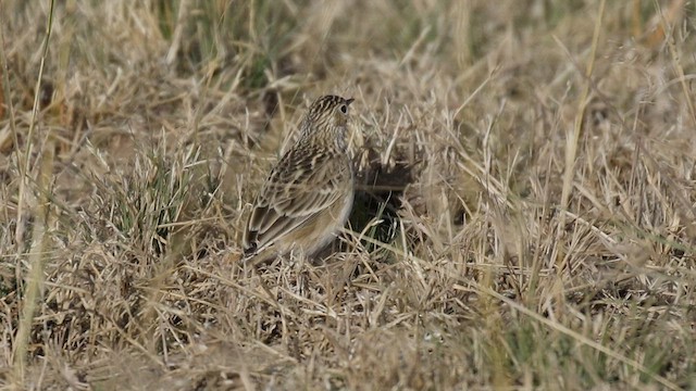 Sprague's Pipit - ML499288201