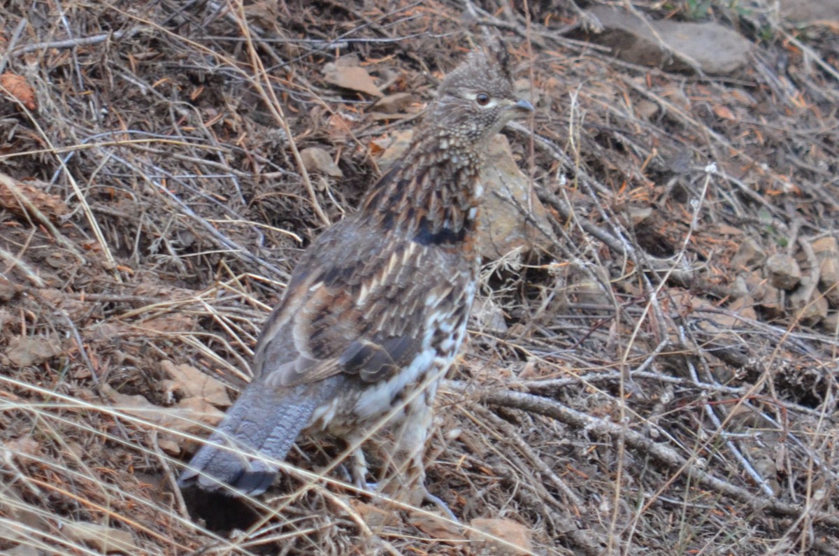 Ruffed Grouse - ML499288841
