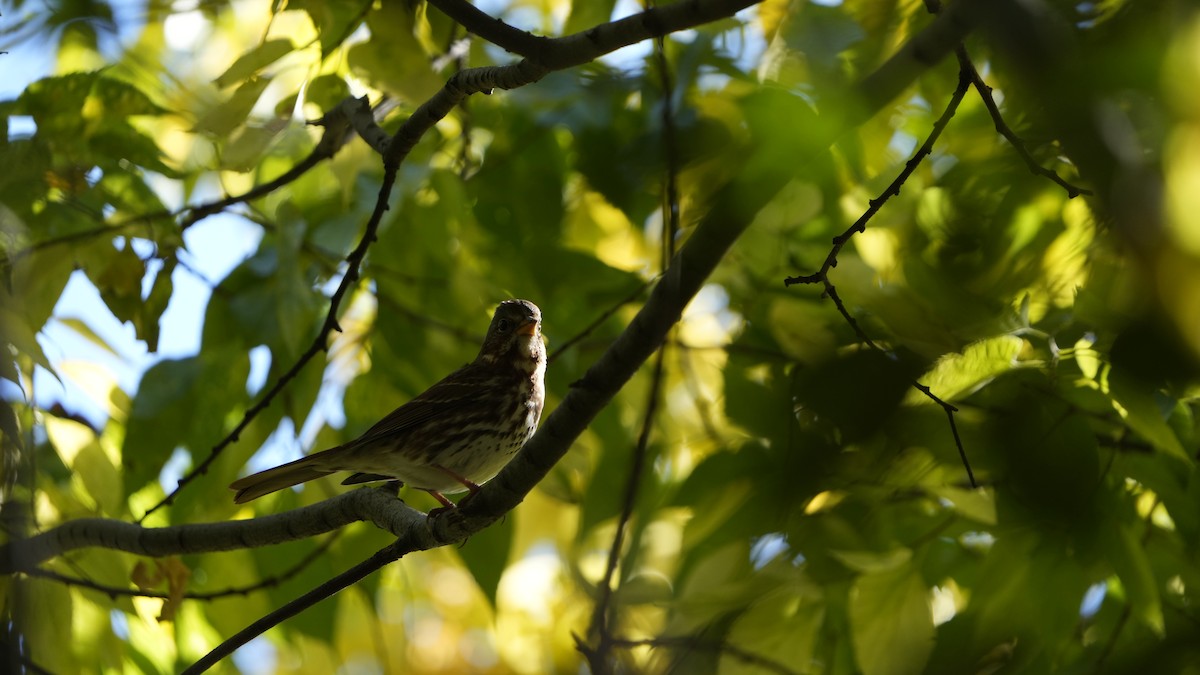 Fox Sparrow (Red) - ML499288901