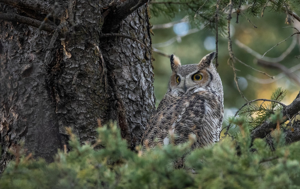 Great Horned Owl - Rain Saulnier