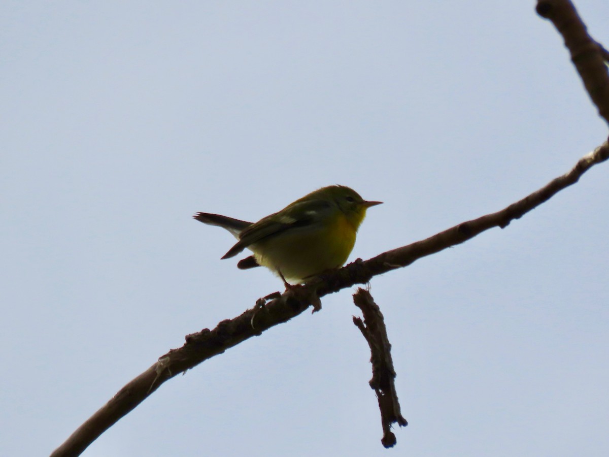 Northern Parula - ML499290951