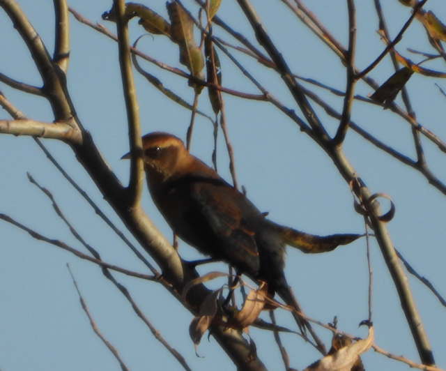 Rusty Blackbird - ML499292281