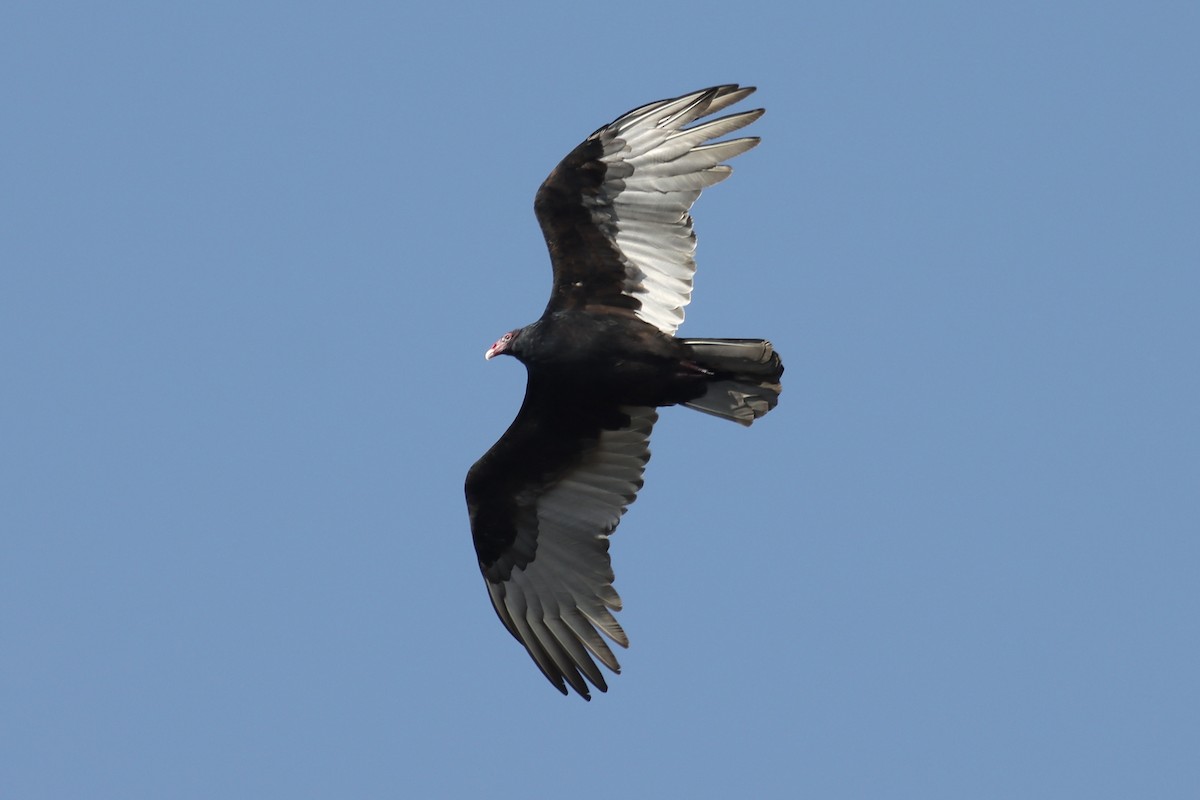 Turkey Vulture - Katharine Spencer