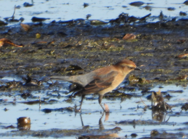 Rusty Blackbird - Helen Butts