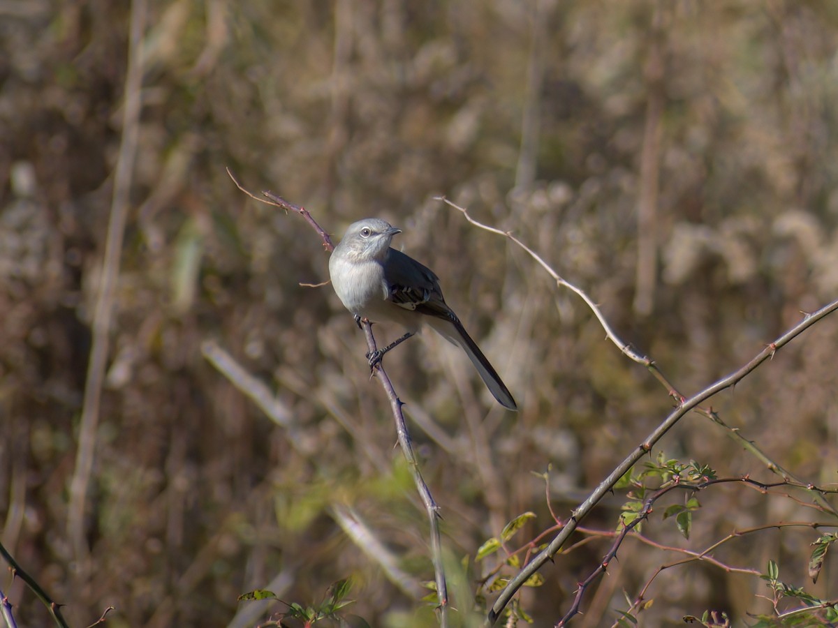 Northern Mockingbird - ML499292601