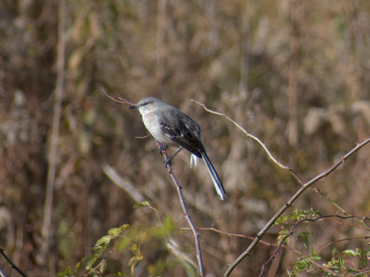 Northern Mockingbird - ML499292611