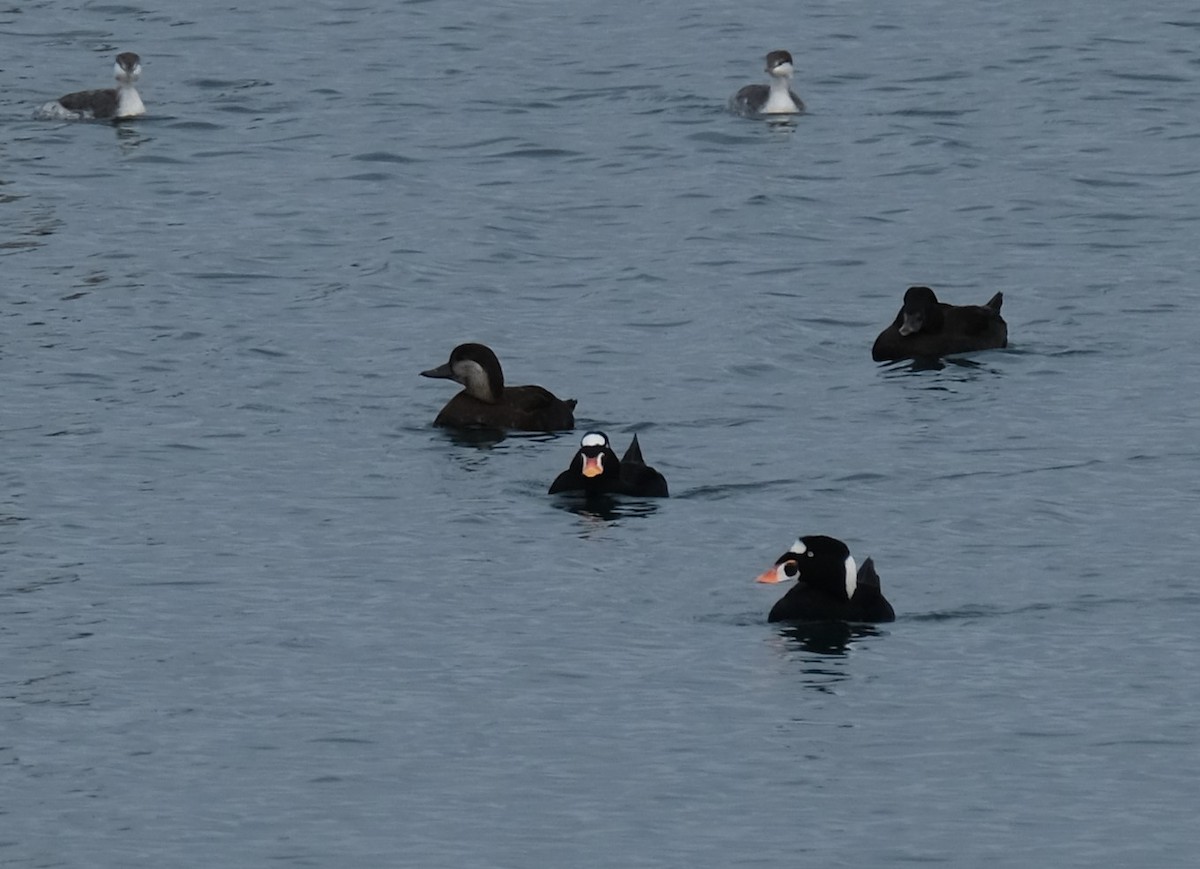 Black Scoter - ML499292691