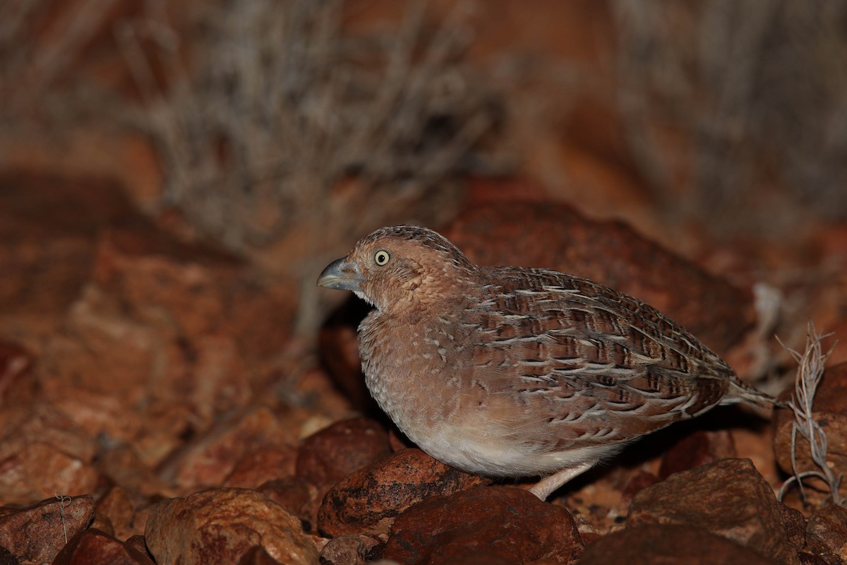 Little Buttonquail - Jamie Smith-Morvell