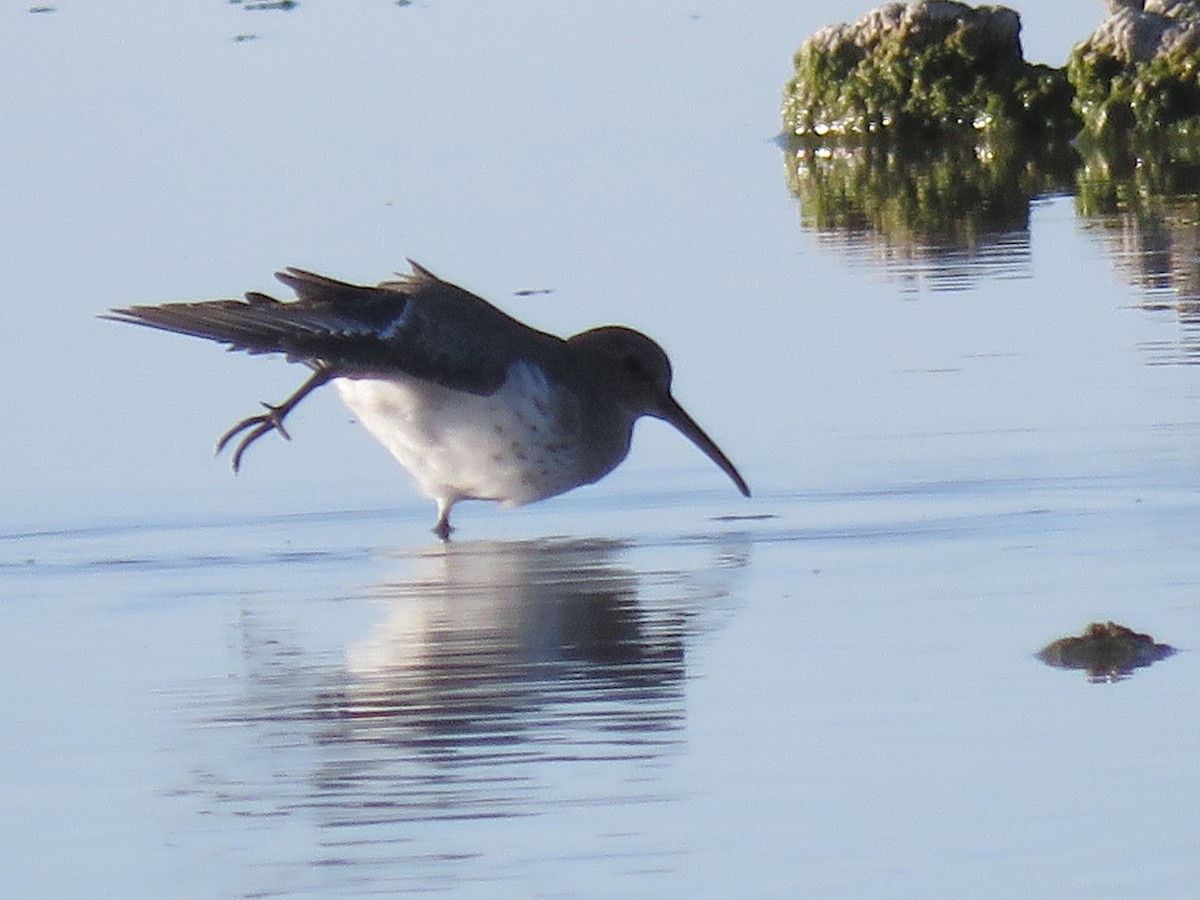 Dunlin - ML499294131