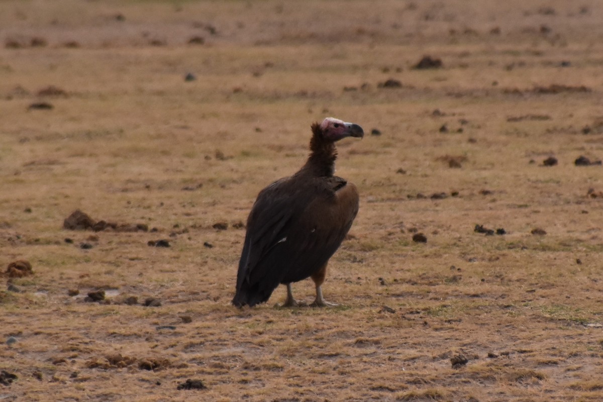 Lappet-faced Vulture - ML499294891