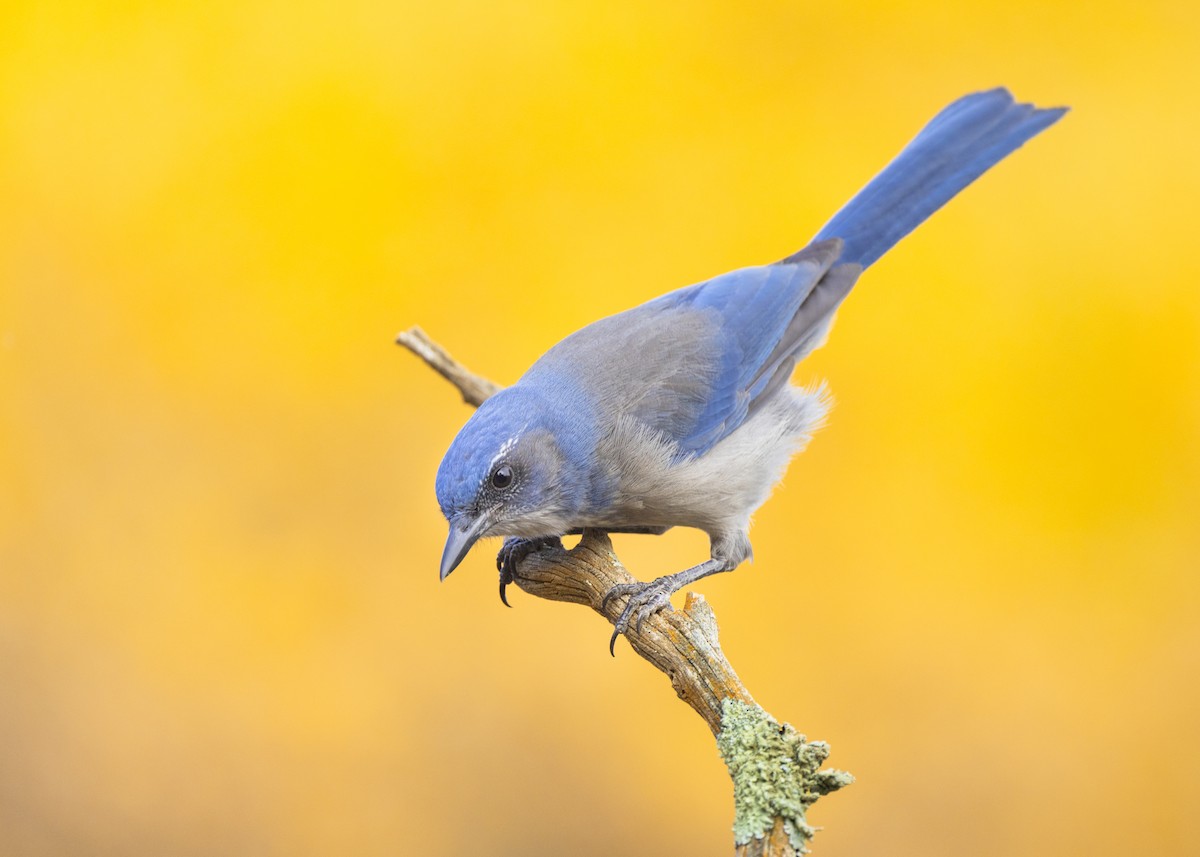 Woodhouse's Scrub-Jay - Fernando Ortega