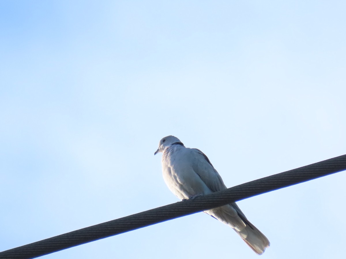 Eurasian Collared-Dove - ML499297211