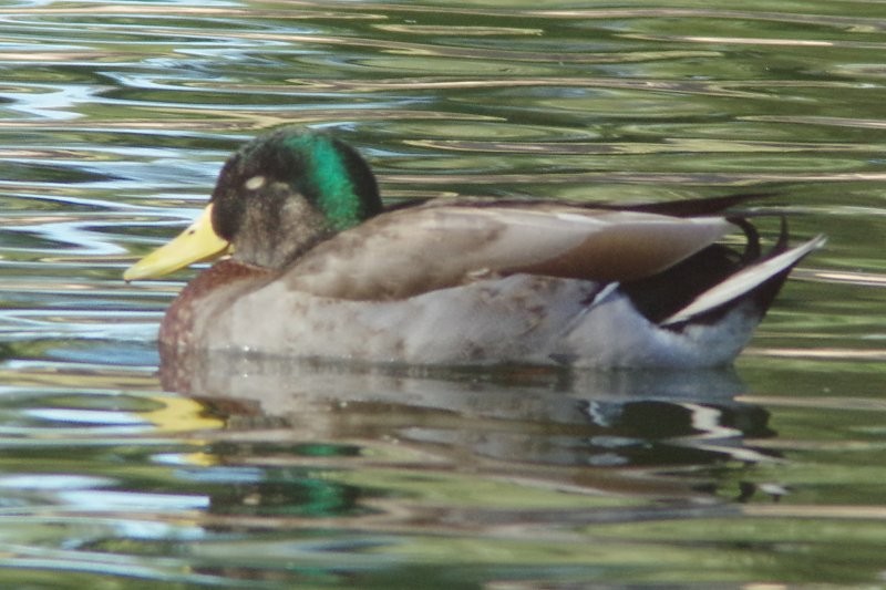 Mallard - ML49929731