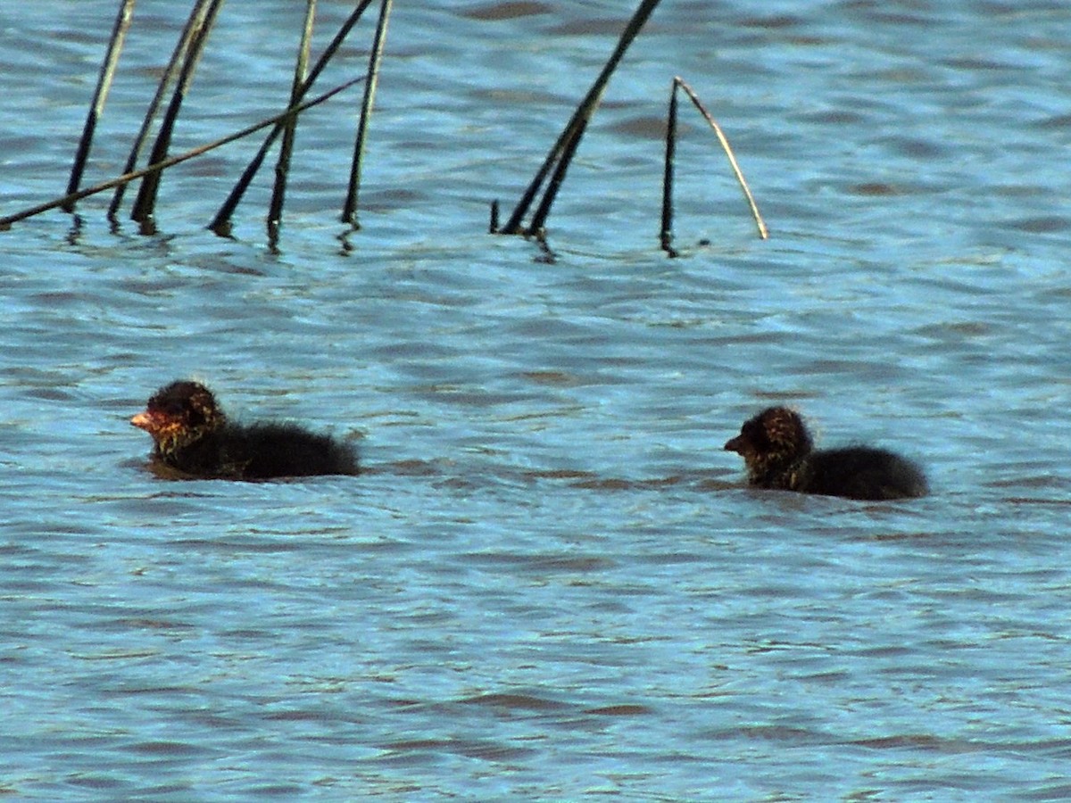 White-winged Coot - ML499297581