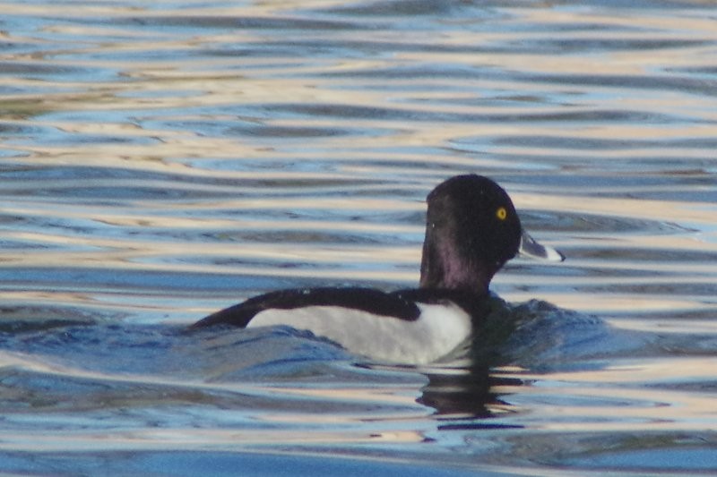 Ring-necked Duck - ML49929801