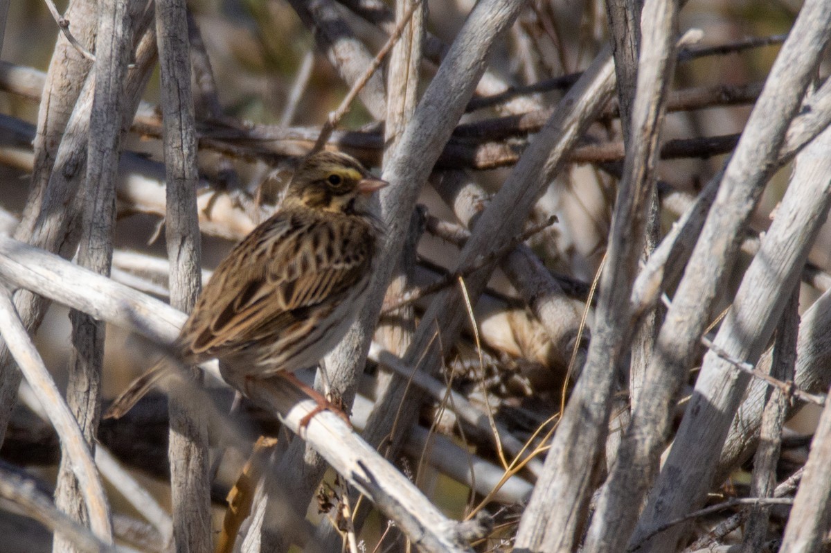 Savannah Sparrow - ML499298541