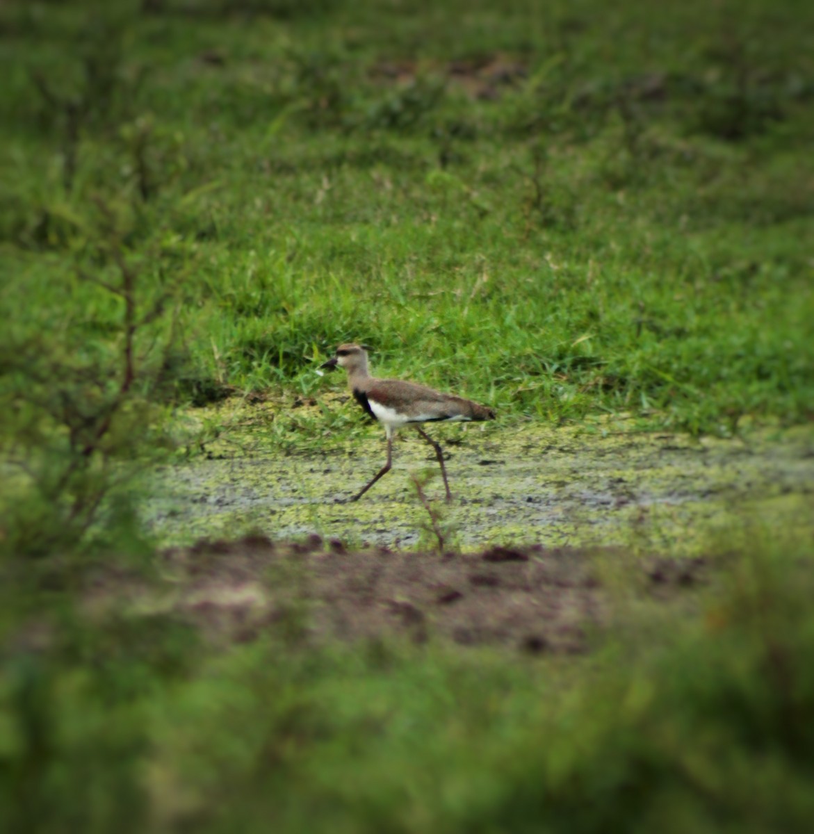 Southern Lapwing - ML499298591