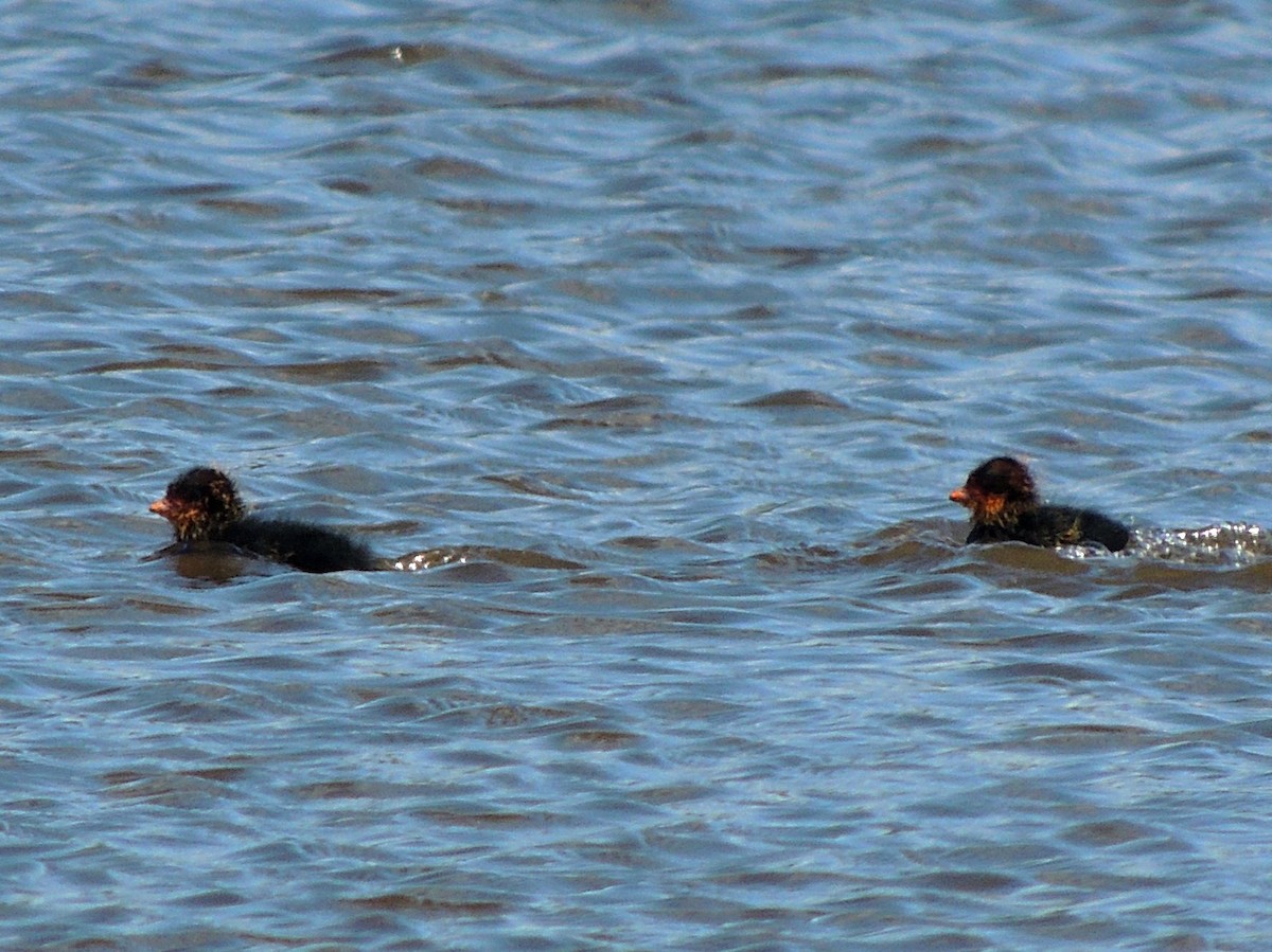 White-winged Coot - ML499298661