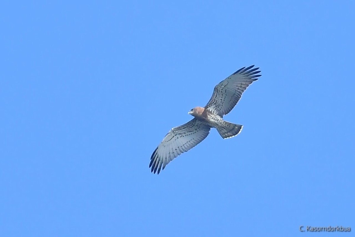 Short-toed Snake-Eagle - ML499300161